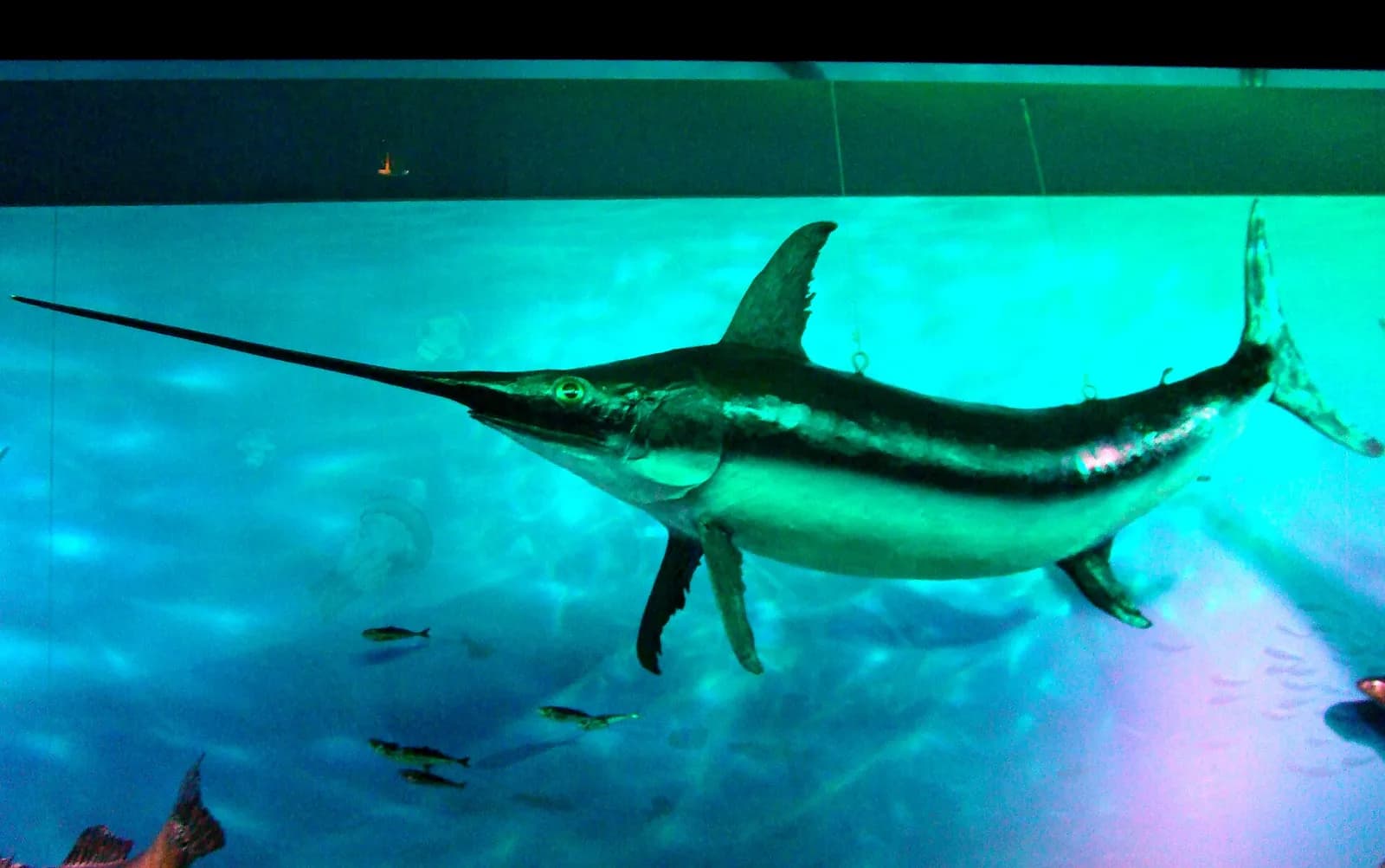 “Grigore Antipa” National Museum of Natural History, on Șoseaua Kiseleff