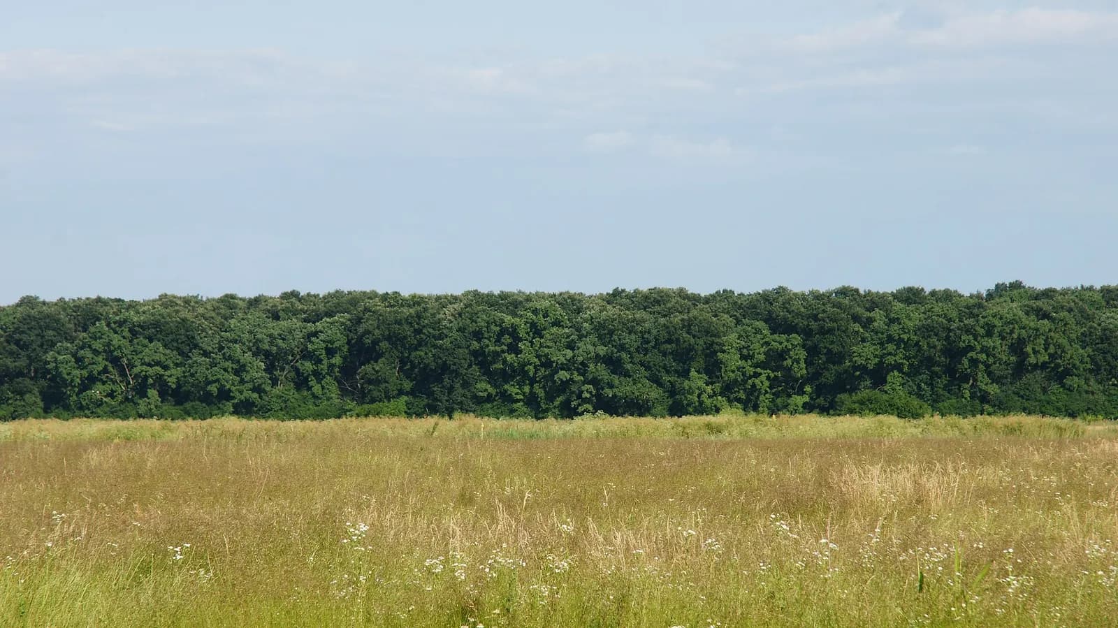 Băneasa Forest: the Urban Forest in North Bucharest and Its Path to Protected Status
